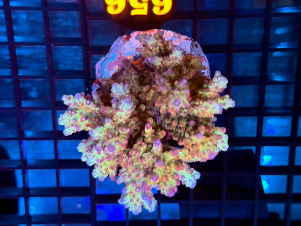 Episode 531 Live Sale Orange Tag #656 ACRO COLONY