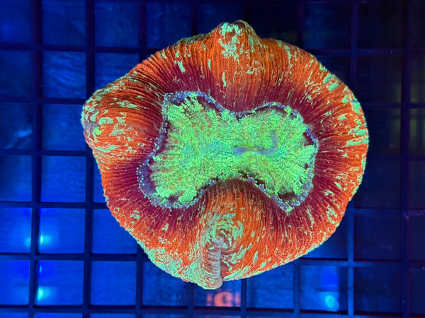Episode 531 Live Sale Orange Tag #657 ULTRA WELLSO COLONY