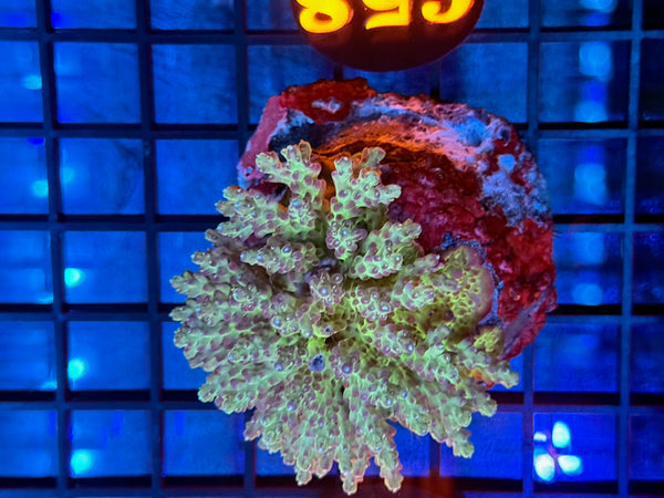 Episode 531 Live Sale Orange Tag #658 ACRO COLONY