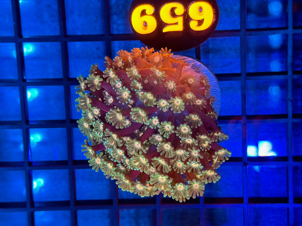 Episode 531 Live Sale Orange Tag #659 MULTI COLOR ALVEPORA COLONY