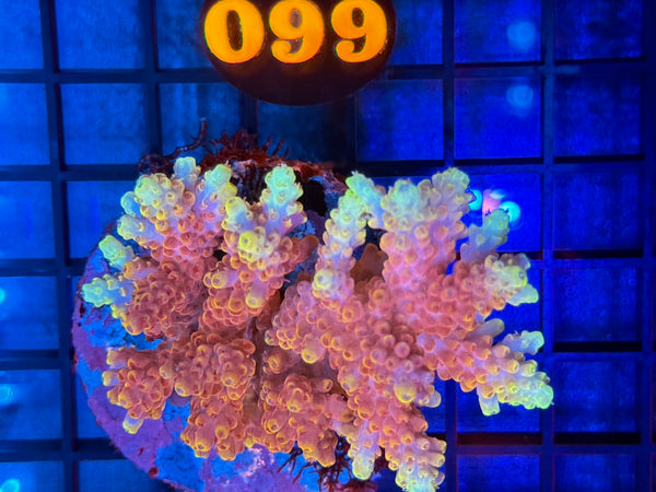 Episode 531 Live Sale Orange Tag #660 ACRO COLONY