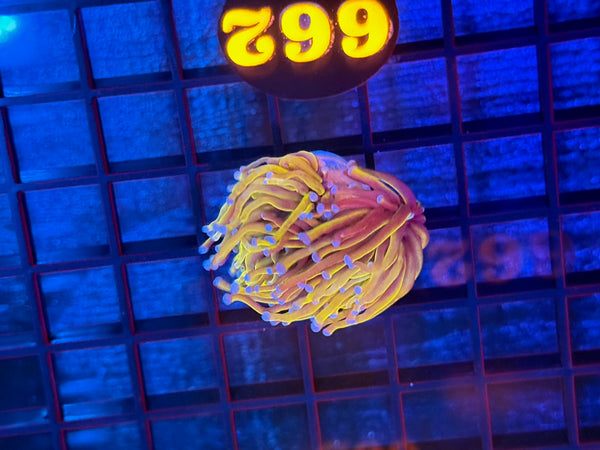 Episode 531 Live Sale Orange Tag #662 24K INDO GOLD TORCH