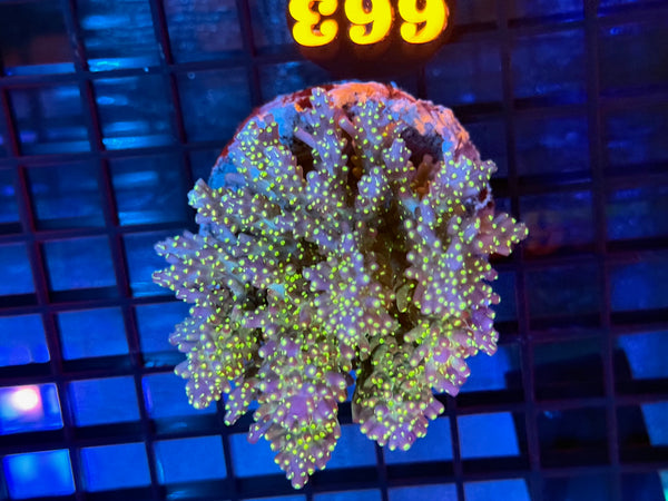 Episode 531 Live Sale Orange Tag #663 TRI COLOR VILLEDA ACRO COLONY