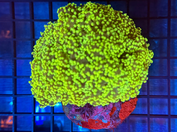 Episode 531 Live Sale Orange Tag #664 ULTRA FROGSPAWN COLONY