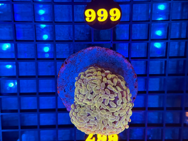 Episode 531 Live Sale Orange Tag #666 BI COLOR BRANCHING HAMMER COLONY