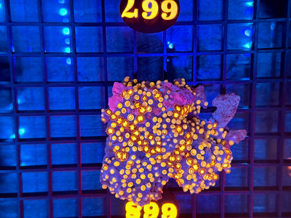 Episode 531 Live Sale Orange Tag #667 DESIGNER ZOA COLONY