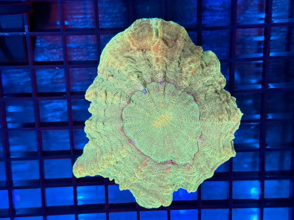 Episode 531 Live Sale Orange Tag #669 ULTRA GREEN ACANTHO