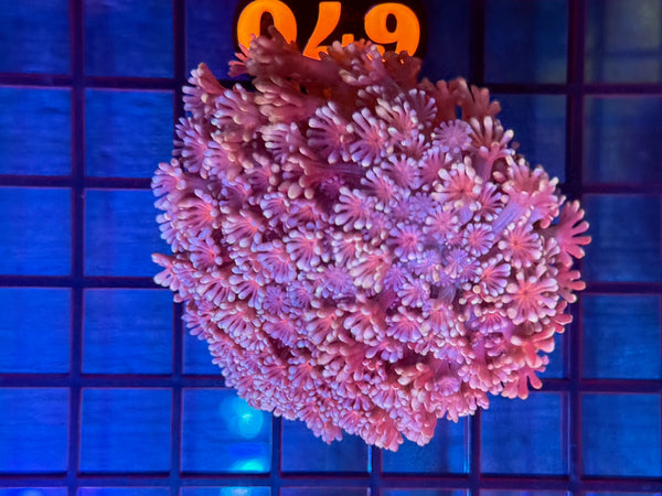 Episode 531 Live Sale Orange Tag #670 MULTI COLOR ALVEPORA COLONY