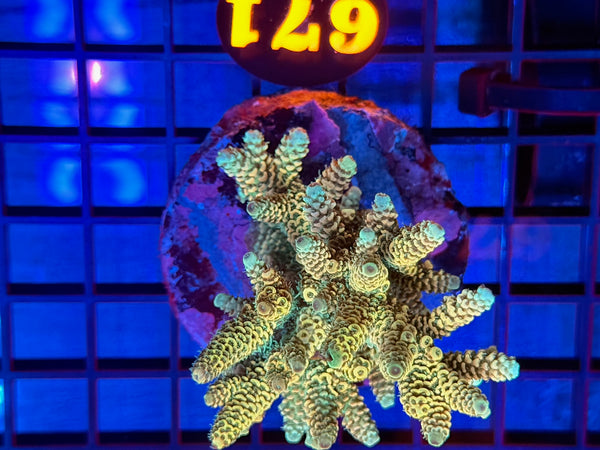 Episode 531 Live Sale Orange Tag #671 MILLIPORA COLONY