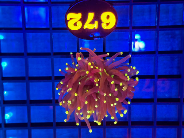 Episode 531 Live Sale Orange Tag #672 INDO JOKERS TORCH