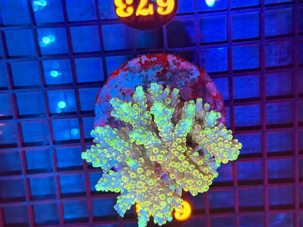 Episode 531 Live Sale Orange Tag #673 ACRO COLONY