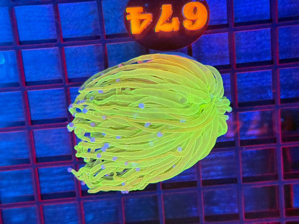 Episode 531 Live Sale Orange Tag #674 ULTRA TODDS TORCH