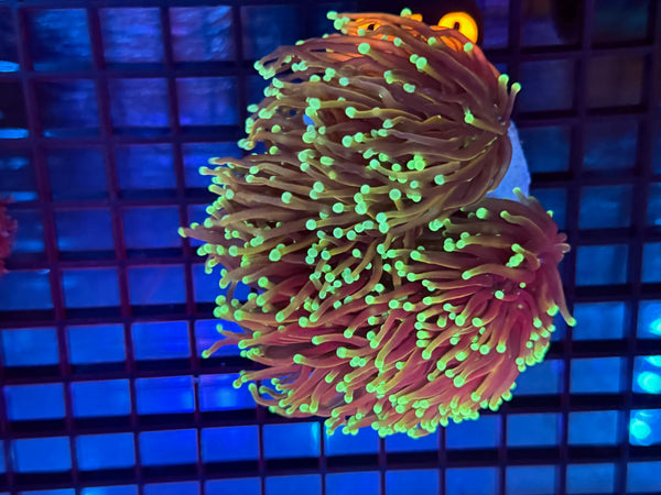 Episode 531 Live Sale Orange Tag #675 ULTRA DRAGON SOUL TORCH COLONY