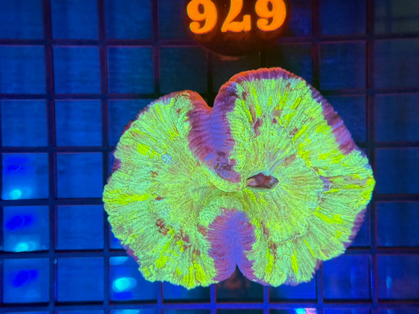 Episode 531 Live Sale Orange Tag #676 ULTRA WELLSO COLONY