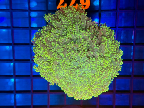 Episode 531 Live Sale Orange Tag #677 ULTRA FROGSPAWN COLONY