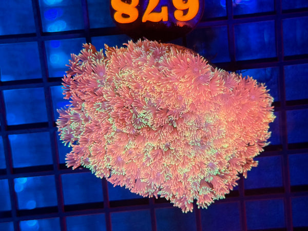 Episode 531 Live Sale Orange Tag #678 RAINBOW FLOWERPOT COLONY