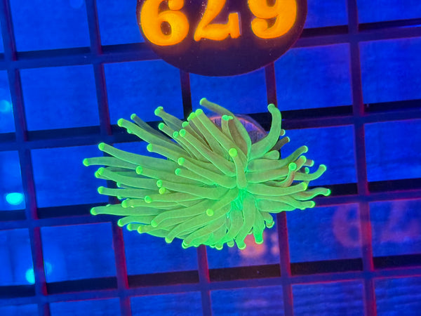 Episode 531 Live Sale Orange Tag #679 RASTA TORCH