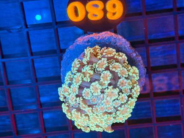 Episode 531 Live Sale Orange Tag #680 MULTI COLOR ALVEPORA COLONY