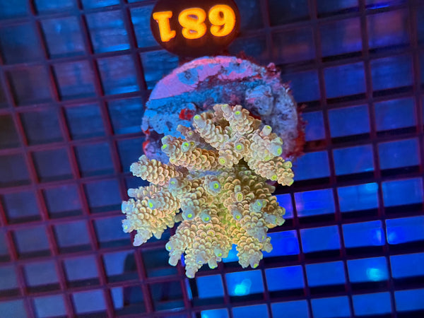 Episode 531 Live Sale Orange Tag #681 ACRO COLONY