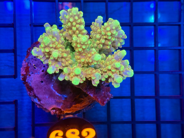 Episode 531 Live Sale Orange Tag #682 ACRO COLONY