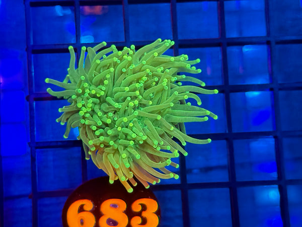 Episode 531 Live Sale Orange Tag #683 RASTA TORCH