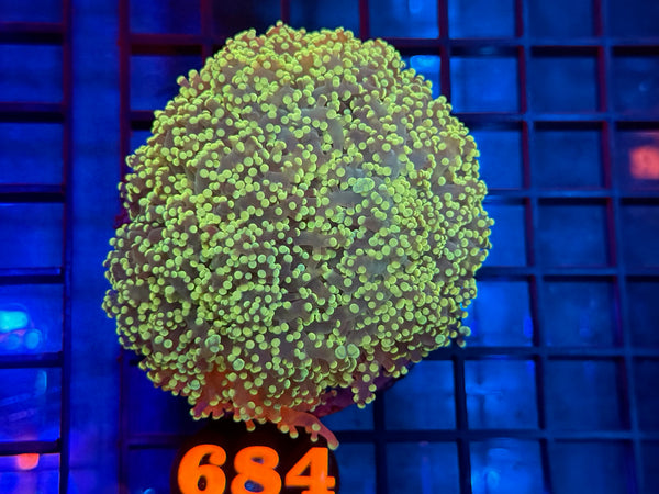 Episode 531 Live Sale Orange Tag #684 ULTRA FROGSPAWN COLONY