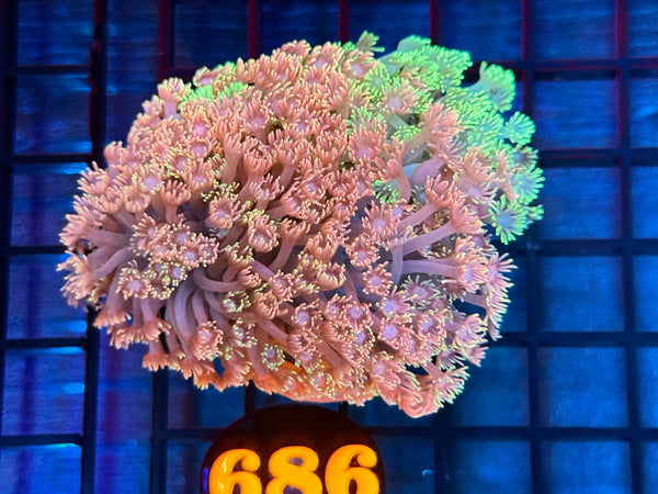 Episode 531 Live Sale Orange Tag #686 RAINBOW FLOWERPOT COLONY