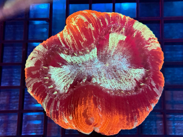 Episode 531 Live Sale Orange Tag #687 ULTRA WELLSO COLONY