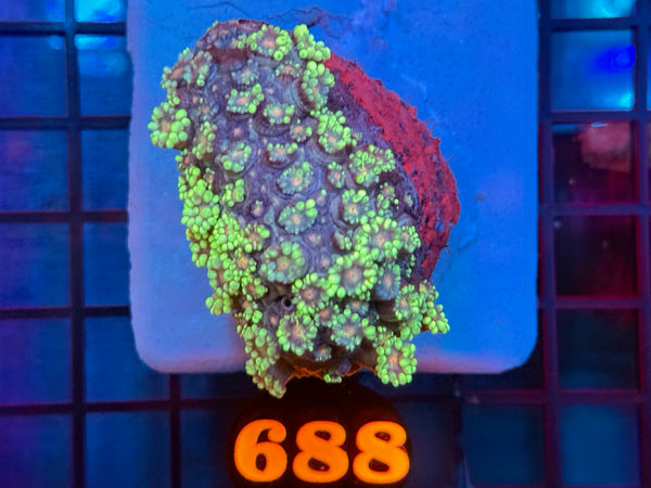 Episode 531 Live Sale Orange Tag #688 MULTI COLOR FLOWERPOT