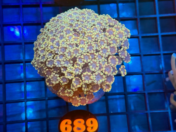 Episode 531 Live Sale Orange Tag #689 MULTI COLOR ALVEPORA COLONY