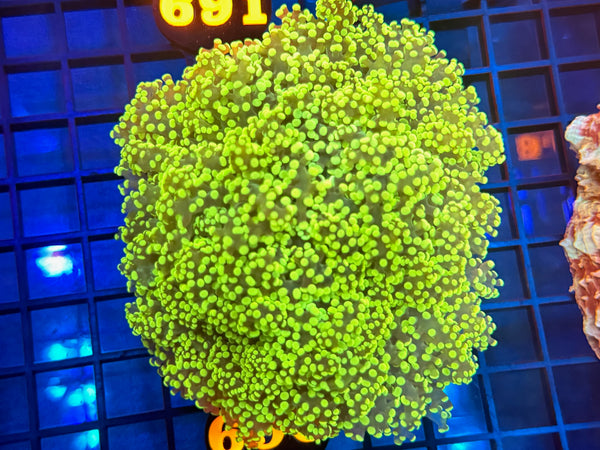 Episode 531 Live Sale Orange Tag #690 ULTRA FROGSPAWN COLONY