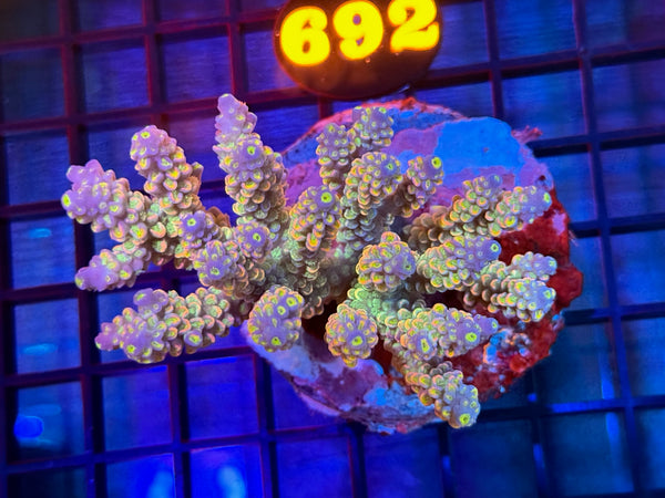 Episode 531 Live Sale Orange Tag #691 ACRO COLONY