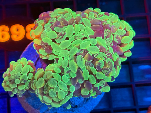 Episode 531 Live Sale Orange Tag #692 BI COLOR BRANCHING HAMMER COLONY