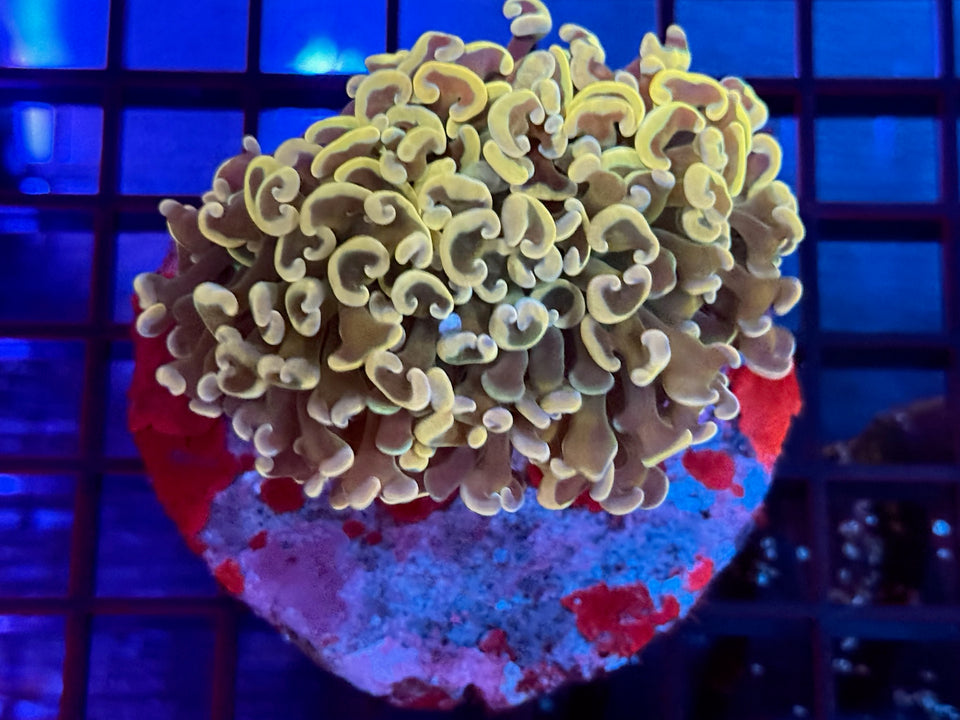 Coral Live Sale Preview