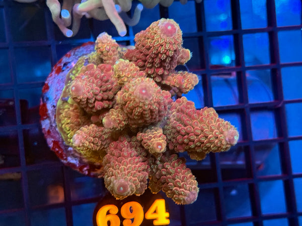 Episode 531 Live Sale Orange Tag #694 ACRO COLONY