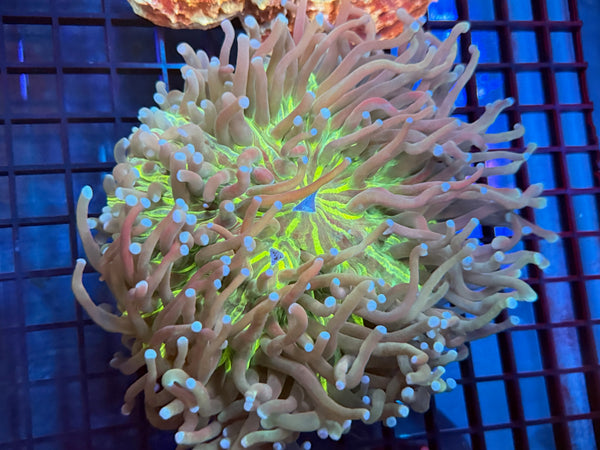 Episode 531 Live Sale Orange Tag #695 ULTRA HELIOFUNGIA PLATE ANENOME