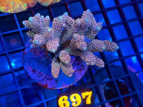 Episode 531 Live Sale Orange Tag #697 MILLIPORA COLONY