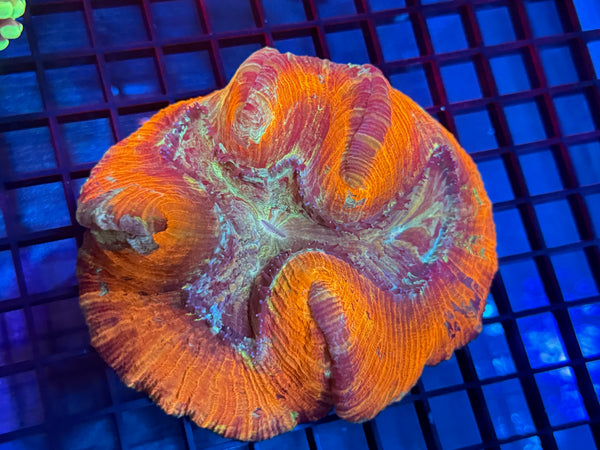 Episode 531 Live Sale Orange Tag #698 ULTRA WELLSO COLONY