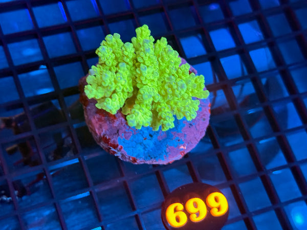 Episode 531 Live Sale Orange Tag #699 ACRO COLONY