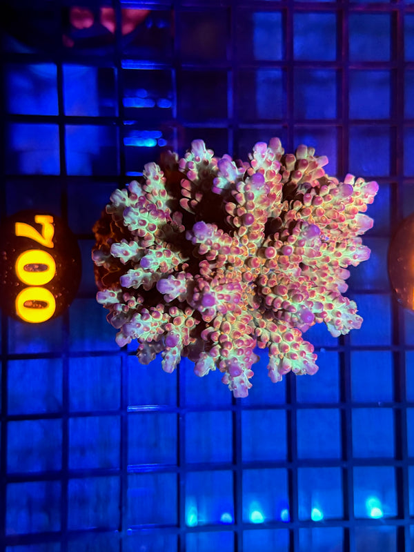 Episode 532 Live Sale Orange Tag #700 INDO ACRO COLONY