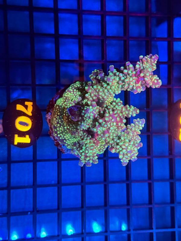 Episode 532 Live Sale Orange Tag #701 INDO ACRO COLONY