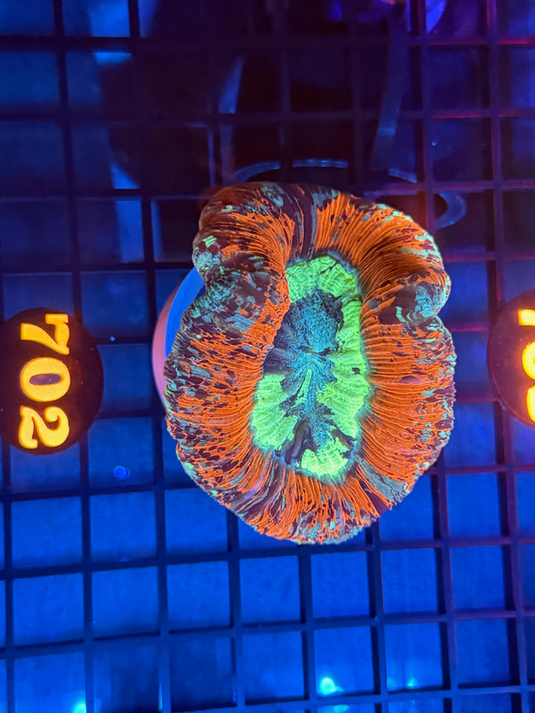 Episode 532 Live Sale Orange Tag #702 ULTRA WELLSO COLONY