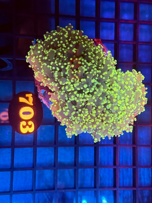 Episode 532 Live Sale Orange Tag #703 ULTRA FROGSPAWN COLONY