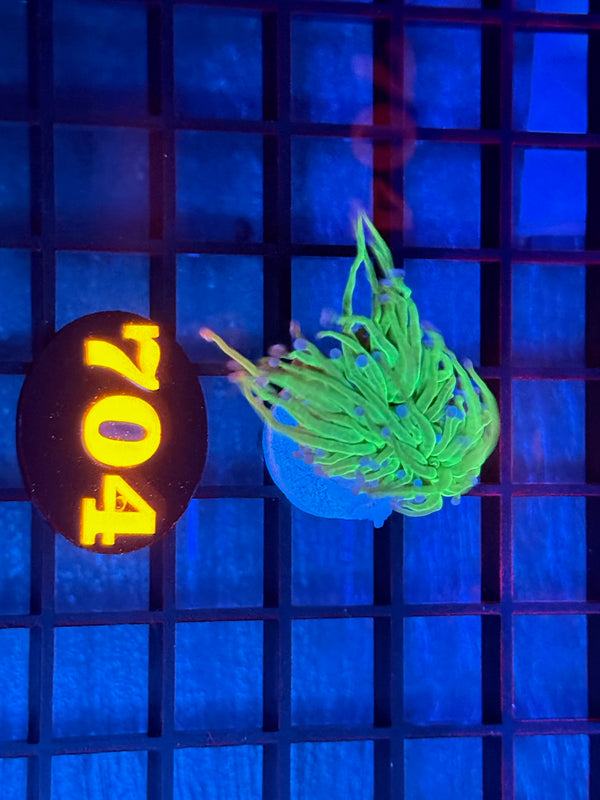 Episode 532 Live Sale Orange Tag #704 ULTRA TODDS TORCH