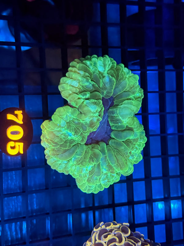 Episode 532 Live Sale Orange Tag #705 ULTRA WELLSO COLONY