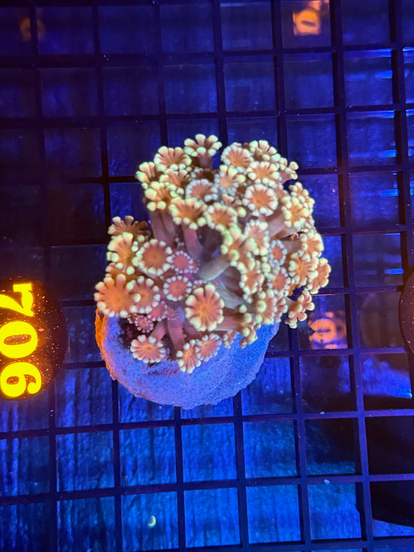 Episode 532 Live Sale Orange Tag #706 MULTI COLOR ALVEPORA COLONY