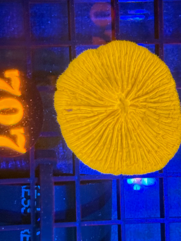 Episode 532 Live Sale Orange Tag #707 ULTRA ORANGE PLATE CORAL