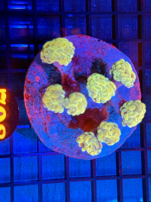 Episode 532 Live Sale Orange Tag #708 BI COLOR BRANCHING HAMMER COLONY