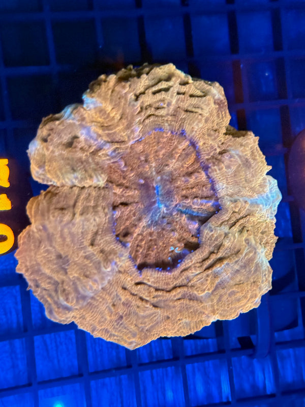 Episode 532 Live Sale Orange Tag #710 ULTRA GOLD ACANTHO COLONY