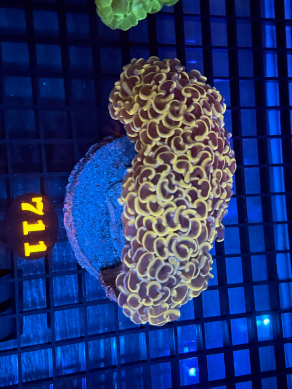 Episode 532 Live Sale Orange Tag #711 ULTRA BICOLOR WALL HAMMER